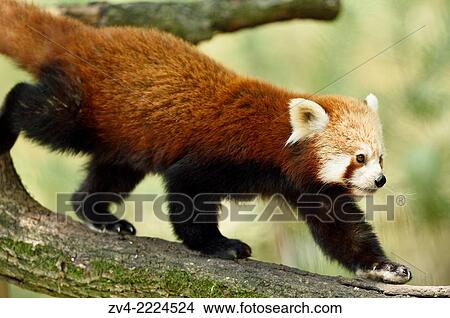 Close-up of Red panda (Ailurus fulgens) walking on a bough in summer. View Large Photo Image Picture - Close-up of Red panda (Ailurus fulgens) walking on a bough in summer.. Fotosearch