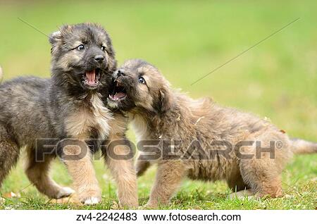 Close-up of two mixed breed dog puppies in a garden in spring. View Large Photo Image Stock Image - Close-up of two mixed breed dog puppies in a garden in spring.. Fotosearch