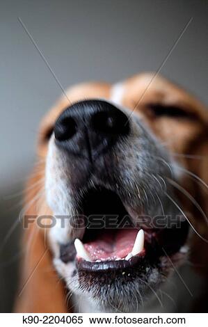 Close up of yawning mal tricolor Beagle, Berlin, Germany, Europe. View Large Photo Image Stock Photography - Close up of yawning mal tricolor Beagle, Berlin, Germany, Europe.. Fotosearch