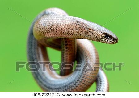 Close-up on slow worm head (Anguis fragilis), France. View Large Photo Image Stock Image - Close-up on slow worm head (Anguis fragilis), France.. Fotosearch