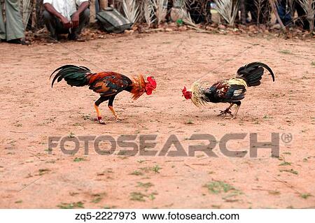 Cock fight, a traditional sports entertainment of tribals, Gond tribe, Muriyan Village, Chhattisgarh, India. View Large Photo Image Stock Image - Cock fight, a traditional sports entertainment of tribals, Gond tribe, Muriyan Village, Chhattisgarh, India.. Fotosearch