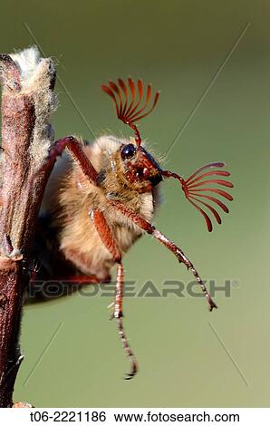 Stock Photograph - Cockchafer Beetle (Melolontha melolontha) portrait, showing splayed antennae. Alsace, France.. Fotosearch