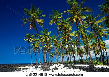 Coconut palms at Pu´uhonua O Honaunau National Historic Park (City of Refuge), Kona Coast, Hawaii USA. View Large Photo Image Stock Photo - Coconut palms at Pu´uhonua O Honaunau National Historic Park (City of Refuge), Kona Coast, Hawaii USA.. Fotosearch