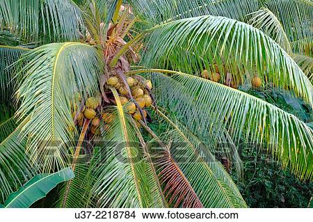 Picture - Coconut plantation at Beliong, Sarawak, Malaysia.. Fotosearch