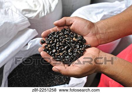 Coffee beans. Panamanian agroindustrial coffee Factory. Café Diamante S. A. View Large Photo Image Stock Photo - Coffee beans. Panamanian agroindustrial coffee Factory. Café Diamante S. A.. Fotosearch