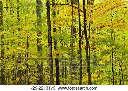 Colourful autumn foliage along the Laurel Creek Road, Great Smoky Mountains NP, Tennessee, USA. View Large Photo Image Stock Image - Colourful autumn foliage along the Laurel Creek Road, Great Smoky Mountains NP, Tennessee, USA.. Fotosearch