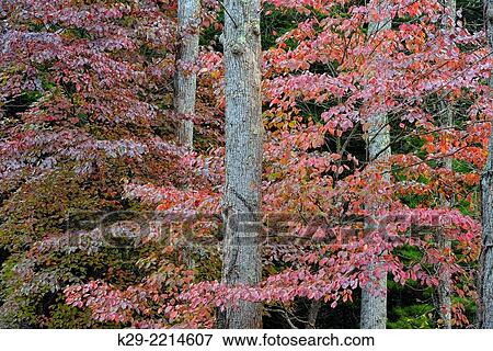 Colourful foliage in Cades Cove- dogwood leaves and tall tree trunks, Great Smoky Mountains NP, Tennessee, USA. View Large Photo Image Stock Photo - Colourful foliage in Cades Cove- dogwood leaves and tall tree trunks, Great Smoky Mountains NP, Tennessee, USA.. Fotosearch