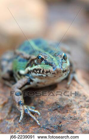 common frog (Rana perezi). Natural Park Alto Tajo. Guadalajara. View Large Photo Image Stock Image - common frog (Rana perezi). Natural Park Alto Tajo. Guadalajara.. Fotosearch