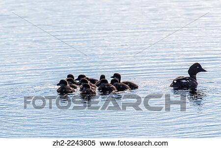 Common goldeneye, Bucephala clangula, with twelve babies. View Large Photo Image Stock Photography - Common goldeneye, Bucephala clangula, with twelve babies.. Fotosearch
