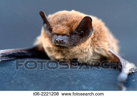Common pipistrelle portrait (Pipistrellus pipistrellus) alsace, France. Dead animal. View Large Photo Image Stock Photo - Common pipistrelle portrait (Pipistrellus pipistrellus) alsace, France. Dead animal.. Fotosearch