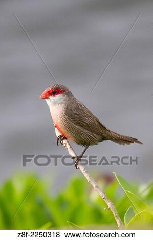 Common Waxbill (Estrilda astrild) Oahu, Hawaii. View Large Photo Image Stock Photo - Common Waxbill (Estrilda astrild) Oahu, Hawaii.. Fotosearch