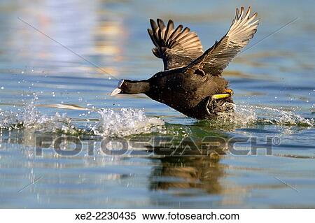 Stock Photography - Coot - Fulica atra, Crete. Fotosearch