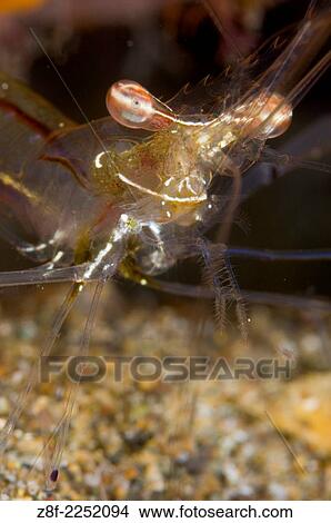 Coral Shrimp, Anilao, Philippines, Periclimenes psamathe. View Large Photo Image Picture - Coral Shrimp, Anilao, Philippines, Periclimenes psamathe.. Fotosearch