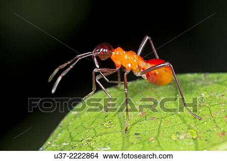 Cotton stainer bug. Image taken at Kampung Skudup, Sarawak, Malaysia. View Large Photo Image Picture - Cotton stainer bug. Image taken at Kampung Skudup, Sarawak, Malaysia.. Fotosearch