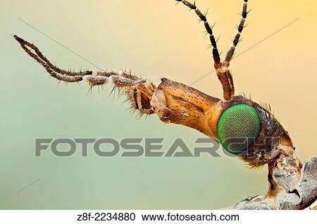 Stock Image - Crane flies are often misidentified as giant mosquitos but they are not related at all. They do have beautiful eyes.. Fotosearch