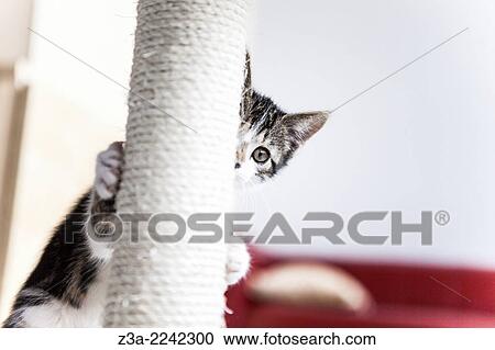 Cute kitten playing hide and seek with a scratching post. View Large Photo Image Stock Image - Cute kitten playing hide and seek with a scratching post.. Fotosearch