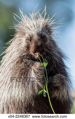 Stock Photo - Cute porcupine (Erethizon dorsatum) feeding on some flowers, captive, California, USA. Fotosearch