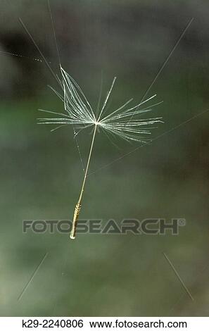 Dandelion (Taraxacum officinale) Seed, Greater Sudbury, Ontario, Canada. View Large Photo Image Stock Photograph - Dandelion (Taraxacum officinale) Seed, Greater Sudbury, Ontario, Canada.. Fotosearch