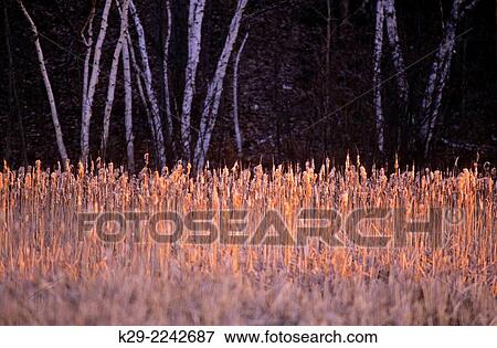 Stock Photo - Dawn light on frosted shoreline vegetation around winter beaver pond, Greater Sudbury, Ontario, Canada.. Fotosearch