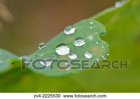 Detail of a English oak (Quercus robur) leaf with watertrops on in early summer. View Large Photo Image Stock Image - Detail of a English oak (Quercus robur) leaf with watertrops on in early summer.. Fotosearch