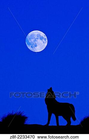 Digital composite of Gray Wolf (Canis lupus) silhouette Grey Wolf howling at the full moon in Monument Valley, Arizona, USA. View Large Photo Image Stock Image - Digital composite of Gray Wolf (Canis lupus) silhouette Grey Wolf howling at the full moon in Monument Valley, Arizona, USA.. Fotosearch