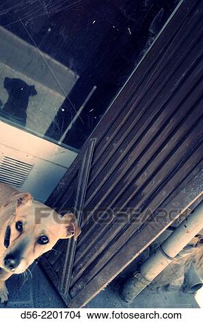 dog. View Large Photo Image Picture - dog.. Fotosearch