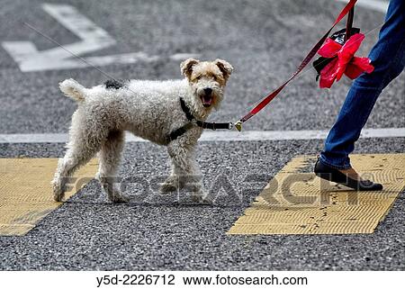 Dog Wire Fox Terrier walking on a leash, pedestrian crossing. View Large Photo Image Stock Image - Dog Wire Fox Terrier walking on a leash, pedestrian crossing.. Fotosearch