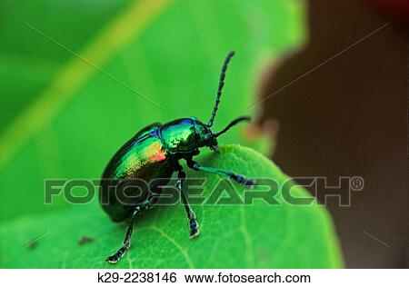 Dogbane leaf beetle (Chrysochus auratus), Greater Sudbury, Ontario, Canada. View Large Photo Image Stock Photograph - Dogbane leaf beetle (Chrysochus auratus), Greater Sudbury, Ontario, Canada.. Fotosearch
