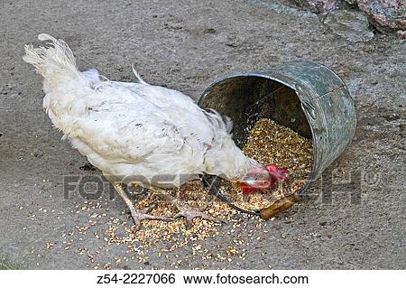 Domestic hen eating feed at farm, Asturias, Spain. View Large Photo Image Stock Photograph - Domestic hen eating feed at farm, Asturias, Spain.. Fotosearch