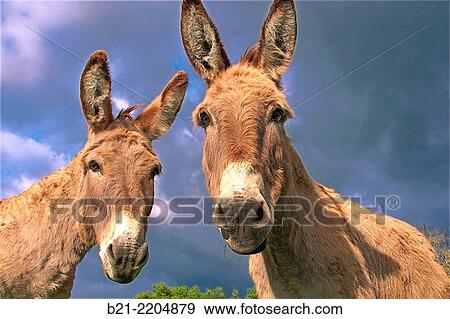 Donkeys in a meadow by the ruins of the castle of Gurson, Carsac de Gurson, Dodrogne, Aquitaine, France View Large Photo Image Stock Photo - Donkeys in a meadow by the ruins of the castle of Gurson, Carsac de Gurson, Dodrogne, Aquitaine, France. Fotosearch
