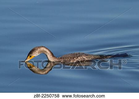 Double-Crested Cormorant with bill in the water and reflection. (Ph alacrocorax auritus). Bolsa Chica Wetlands, California. View Large Photo Image Stock Photo - Double-Crested Cormorant with bill in the water and reflection. (Ph alacrocorax auritus). Bolsa Chica Wetlands, California.. Fotosearch