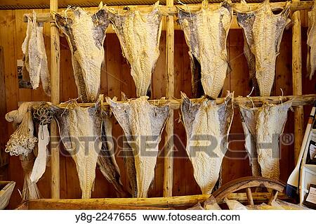 Stock Photography - Dried cod (stockfish), Lofoten Islands, Norway.. Fotosearch