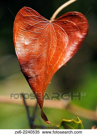 Stock Photography - Dry heart shaped leaf of sarsaparilla (Smilax aspera) at Montsia Hills. Ebro River Delta Natural Park, Tarragona province, Catalonia, Spain.. Fotosearch