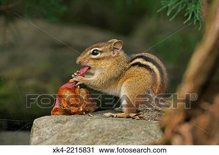 Stock Image - Eastern Chipmunk (Tamias striatus), New York, USA. Fotosearch