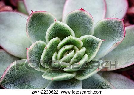 Echeveria. View Large Photo Image Stock Image - Echeveria.. Fotosearch