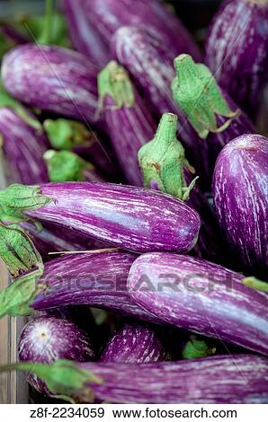 Eggplants. View Large Photo Image Stock Photo - Eggplants.. Fotosearch