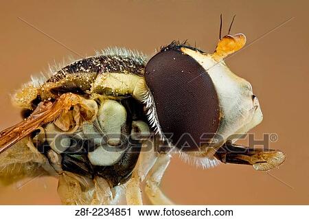 Stock Image - Episyrphus balteatus, sometimes called the marmalade hoverfly; like most other hoverflies it mimics a much more dangerous insect, the solitary wasp, though it is a quite harmless species.. Fotosearch