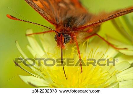 Stock Photo - Euphydryas aurinia, Monte dos Pozos, Vigo-Pontevedra, Galicia, Spain.. Fotosearch
