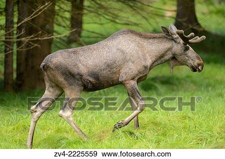 Eurasian elk (Alces alces) male in a forest in early summer. View Large Photo Image Stock Photo - Eurasian elk (Alces alces) male in a forest in early summer.. Fotosearch
