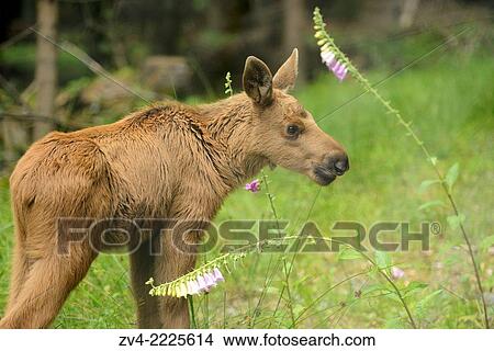 Picture - Eurasian elk (Alces alces) youngster in a forest in early summer.. Fotosearch