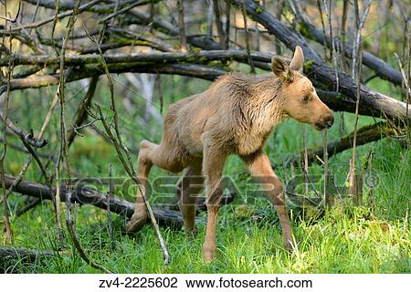 Eurasian elk (Alces alces) youngster in a forest in early summer. View Large Photo Image Stock Image - Eurasian elk (Alces alces) youngster in a forest in early summer.. Fotosearch