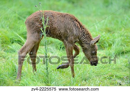 Eurasian elk (Alces alces) youngster in a forest in early summer. View Large Photo Image Stock Photography - Eurasian elk (Alces alces) youngster in a forest in early summer.. Fotosearch