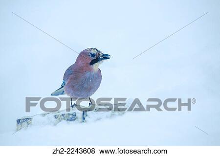Stock Photo - Eurasian jay, Garrulus glandarius, sitting on tree trunk in winter landscape.. Fotosearch