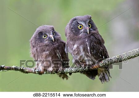 Europe, Finland, Kuhmo area, Kajaani, Boreal owl or Tengmalm´s owl (Aegolius funereus), two youngs just after they left the nest, perched on a branch. View Large Photo Image Picture - Europe, Finland, Kuhmo area, Kajaani, Boreal owl or Tengmalm´s owl (Aegolius funereus), two youngs just after they left the nest, perched on a branch.. Fotosearch