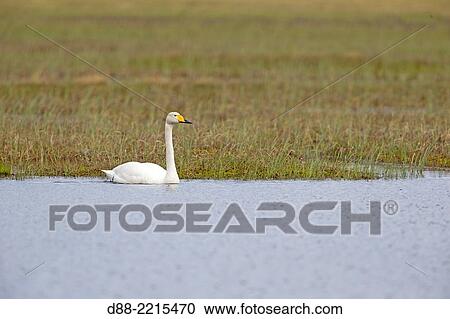 Stock Image - Europe, Finland, Kuhmo area, Kajaani, Whooper swan (Cygnus cygnus), adult male.. Fotosearch