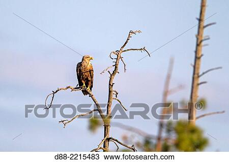 Europe, Finland, Kuhmo area, Kajaani, White-tailed Eagle (Haliaeetus albicilla) with common raven (Corvus corax). View Large Photo Image Stock Image - Europe, Finland, Kuhmo area, Kajaani, White-tailed Eagle (Haliaeetus albicilla) with common raven (Corvus corax).. Fotosearch