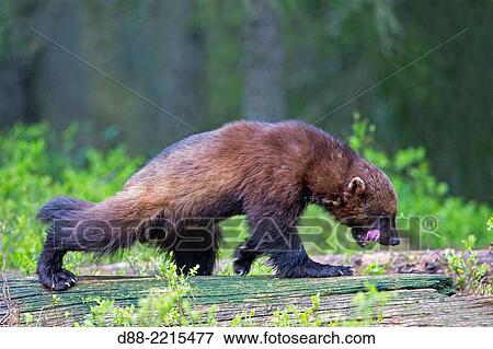 Europe, Finland, Kuhmo area, Kajaani, Wolverine (Gulo gulo), in the forest. View Large Photo Image Stock Photo - Europe, Finland, Kuhmo area, Kajaani, Wolverine (Gulo gulo), in the forest.. Fotosearch
