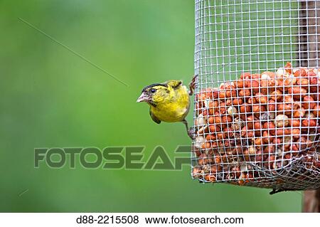 Stock Photo - Europe, Finland, Kuhmo area, Kajaani, Eurasian Siskin (Carduelis spinus), adult male at the feeder.. Fotosearch