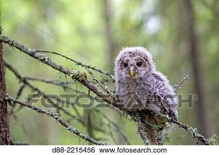 Europe, Finland, Kuhmo area, Kajaani, Ural owl (Strix uralensis, young just after he left the nest, perched on a branch. View Large Photo Image Stock Photograph - Europe, Finland, Kuhmo area, Kajaani, Ural owl (Strix uralensis, young just after he left the nest, perched on a branch.. Fotosearch