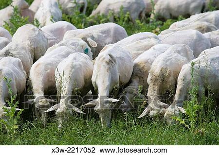 europe, italy, tuscany, crete senesi area, vergelle ranch, sheeps. View Large Photo Image Stock Image - europe, italy, tuscany, crete senesi area, vergelle ranch, sheeps.. Fotosearch